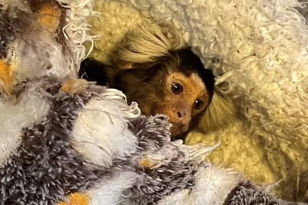 Monkey kept in bird cage rescued from South London home - Greater London - via Uxbridge Gazette